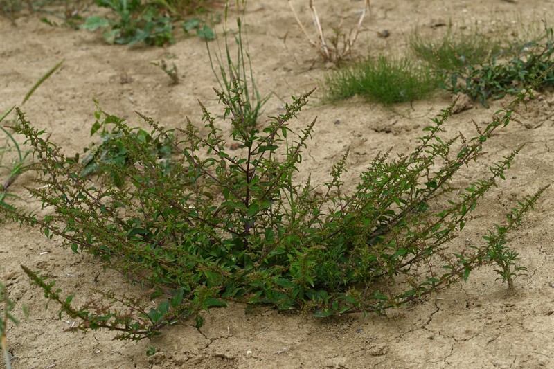 Manyseed Goosefoot photo 5