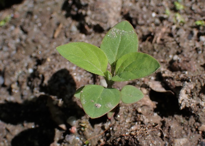 Manyseed Goosefoot photo 6