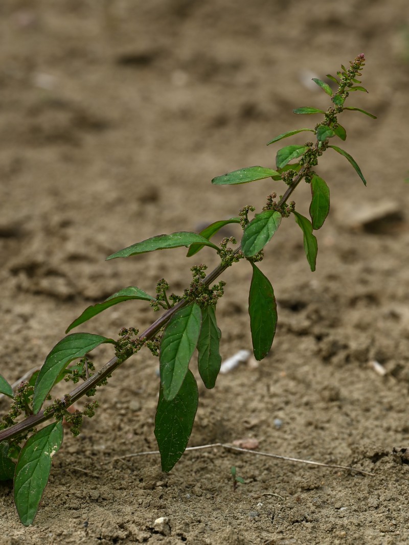 Manyseed Goosefoot photo 7