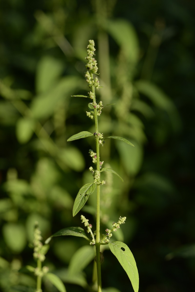 Manyseed Goosefoot photo 8