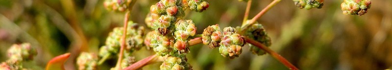 Manyseed Goosefoot photo 9