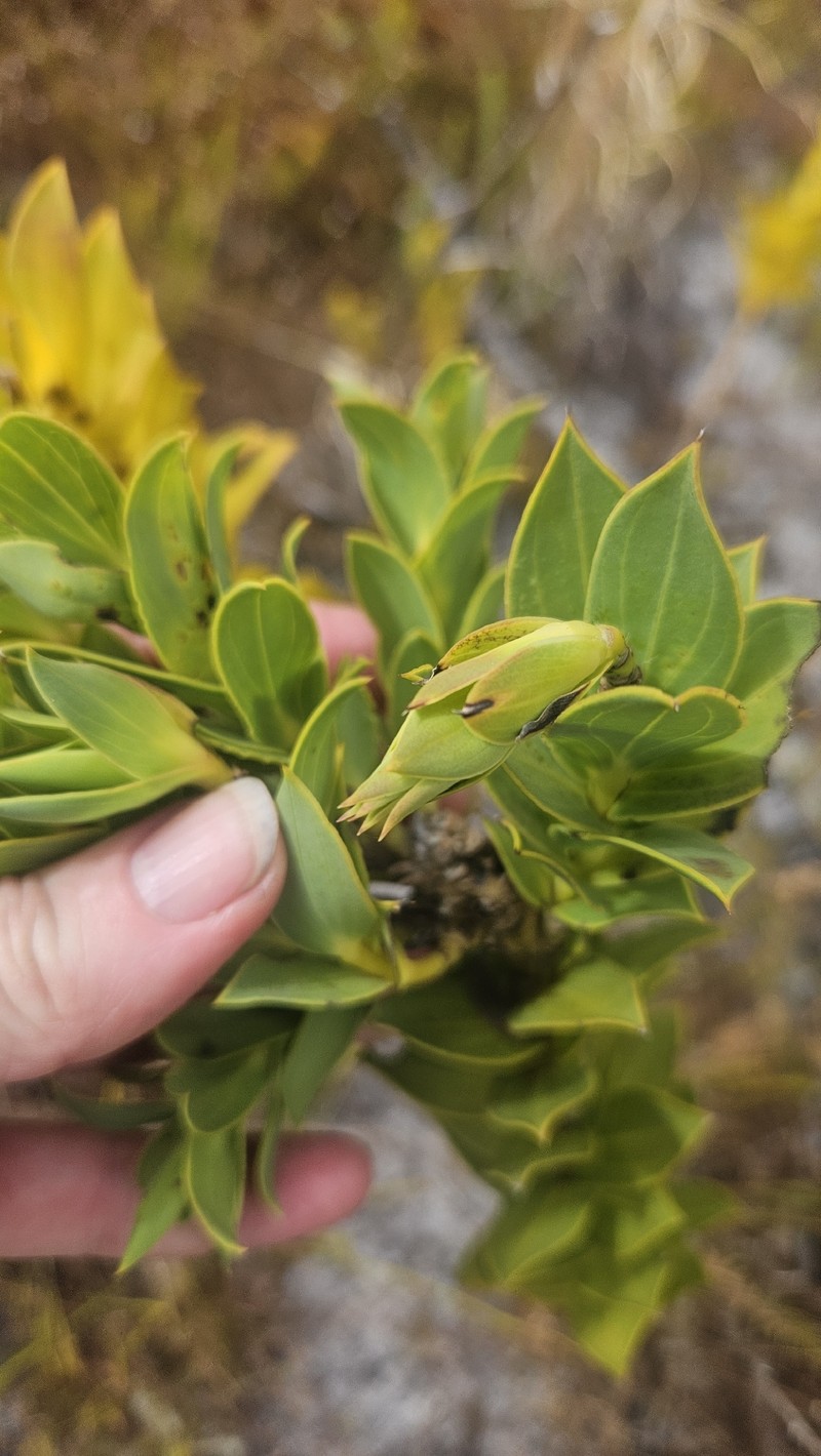 Liparia splendens subsp. splendens