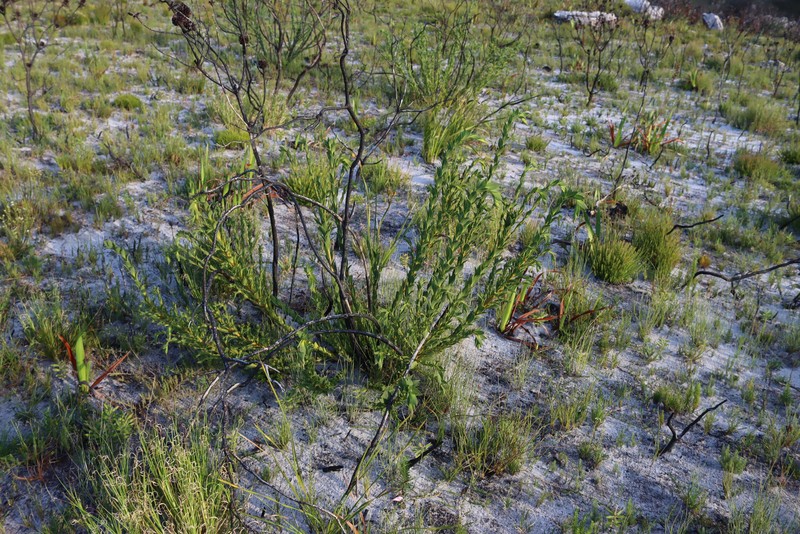 Liparia splendens subsp. splendens photo 2