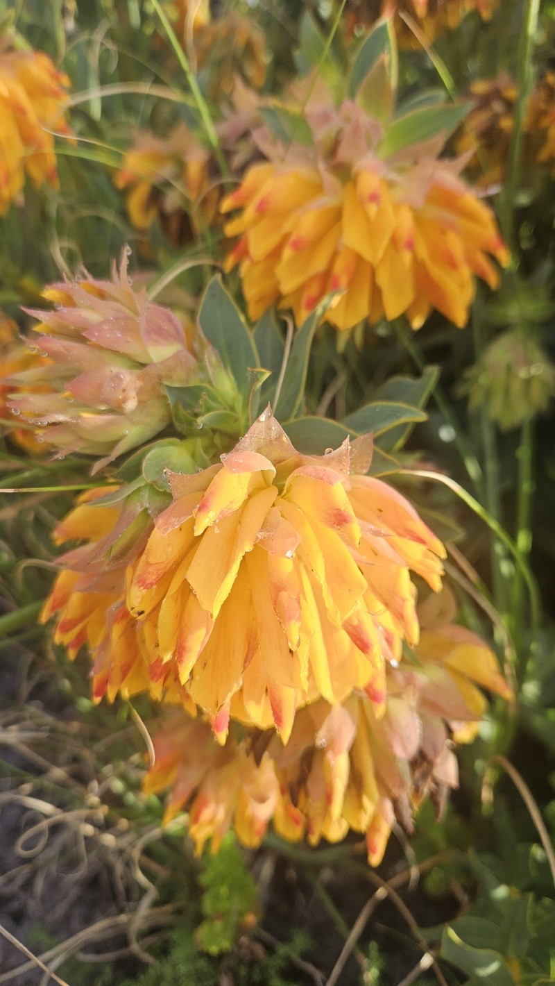 Liparia splendens subsp. splendens photo 3