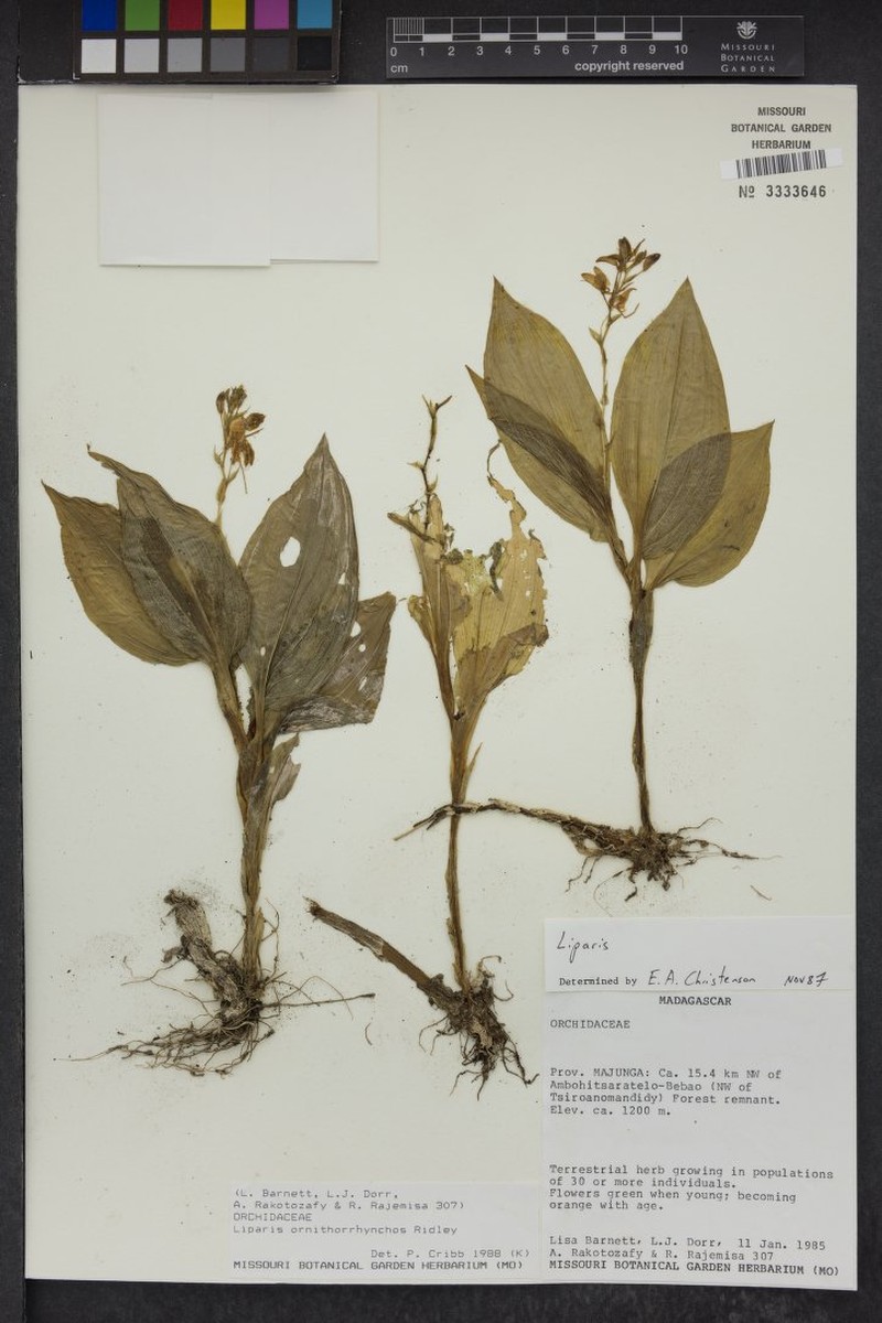 Liparis bemarahensis