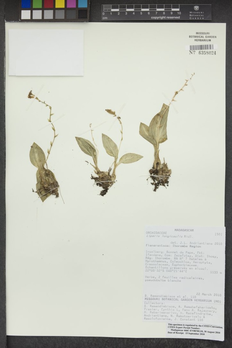 Liparis bosseri