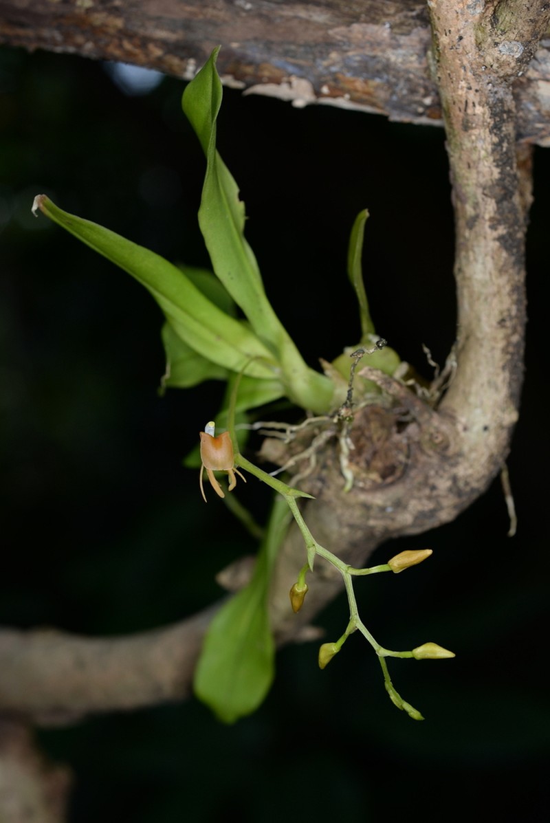 Liparis caudata