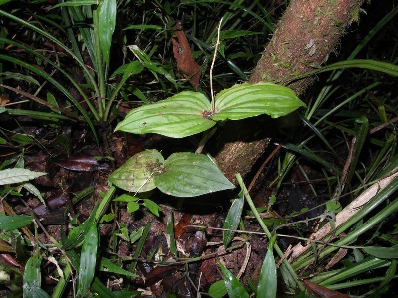 Liparis chantaliae