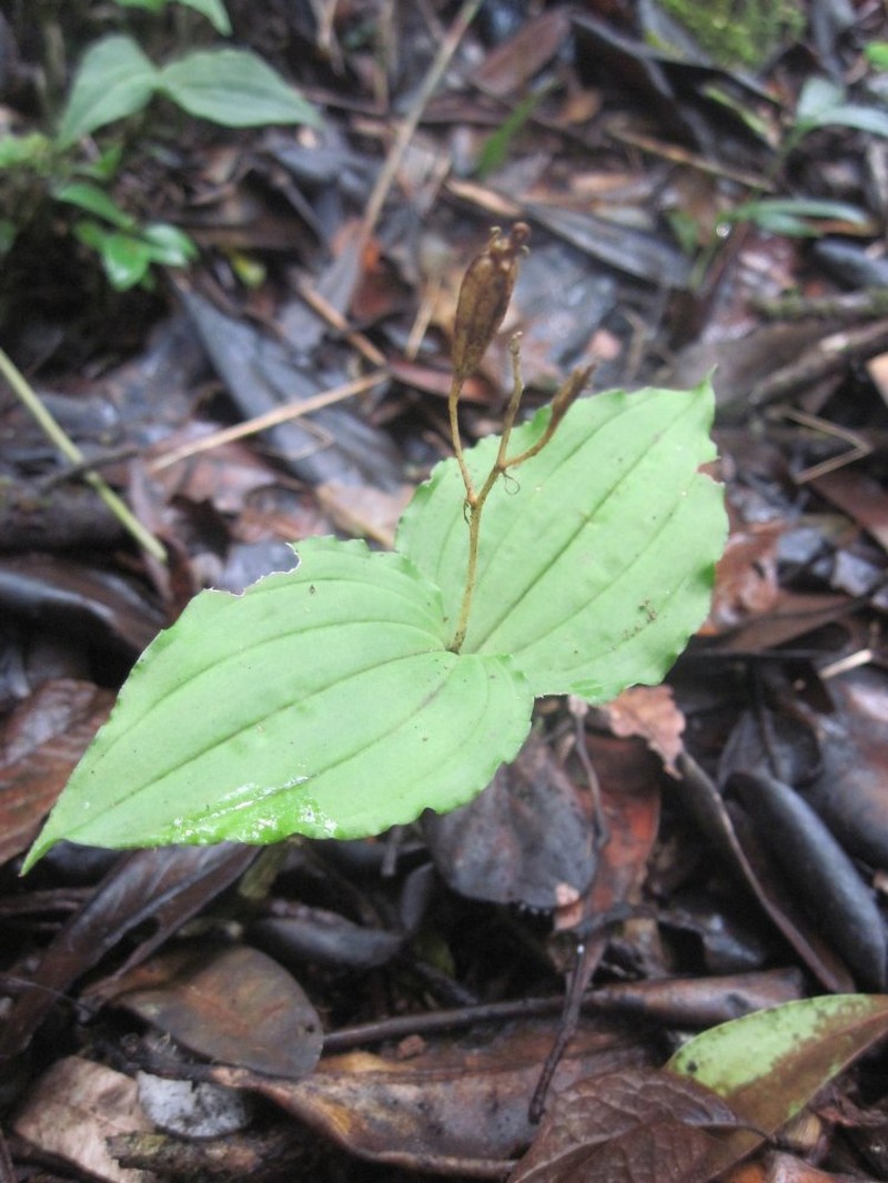 Liparis chantaliae photo 2