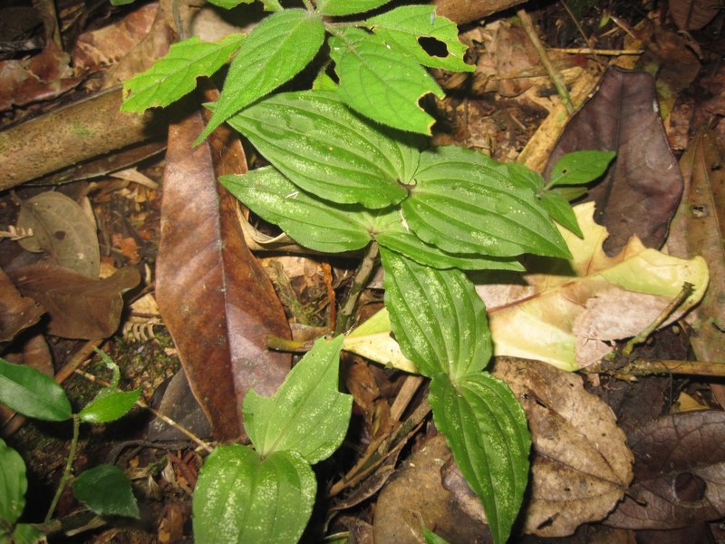 Liparis chantaliae photo 3