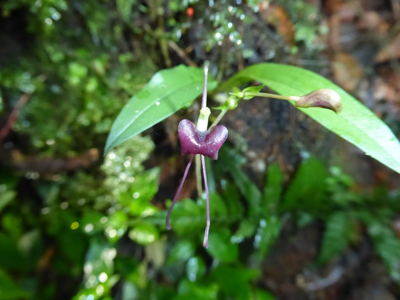 Liparis esmahaniae-hefiediae