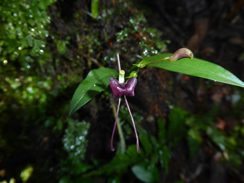 Liparis esmahaniae-hefiediae photo 2