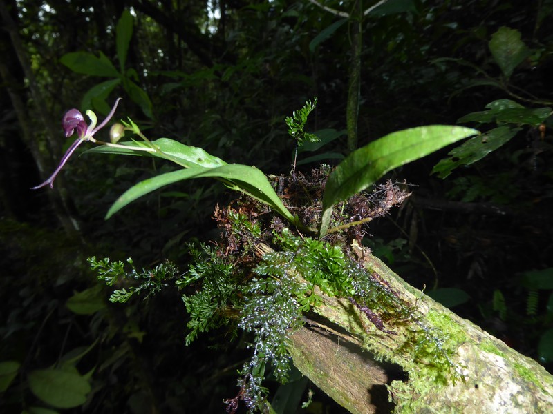 Liparis esmahaniae-hefiediae photo 3
