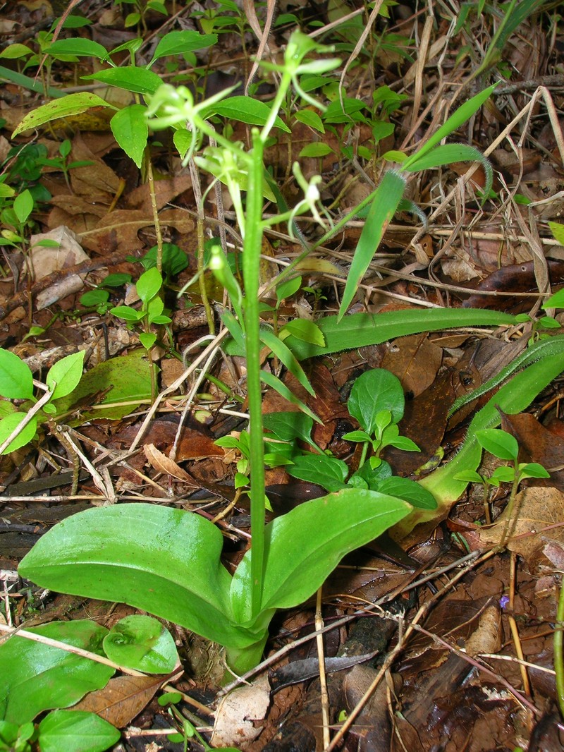 Hawai'I Widelip Orchid