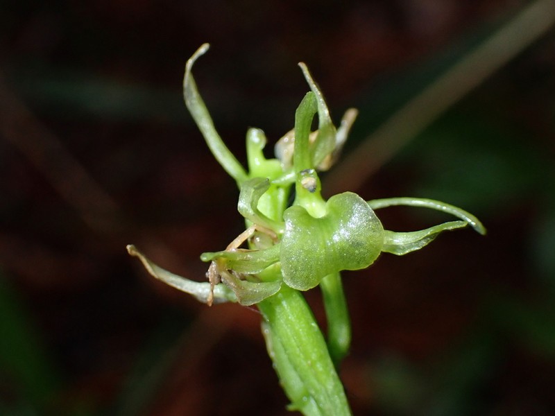 Hawai'I Widelip Orchid photo 2