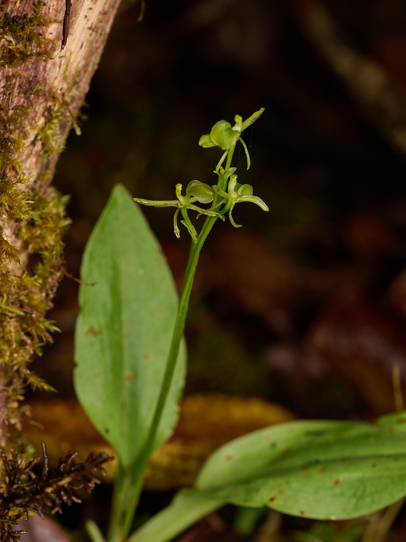 Hawai'I Widelip Orchid photo 3