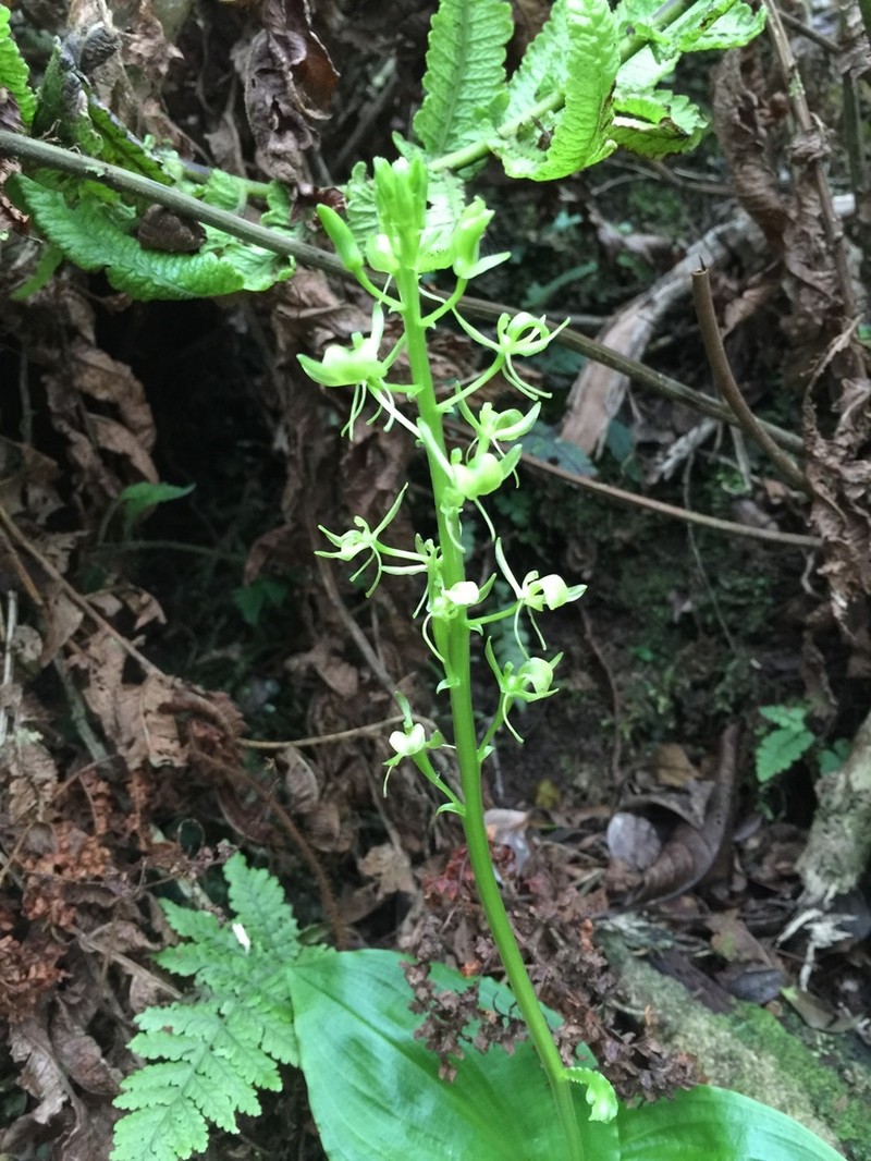 Hawai'I Widelip Orchid photo 4
