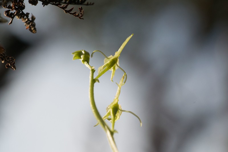 Hawai'I Widelip Orchid photo 5
