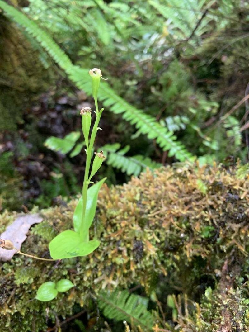 Hawai'I Widelip Orchid photo 6