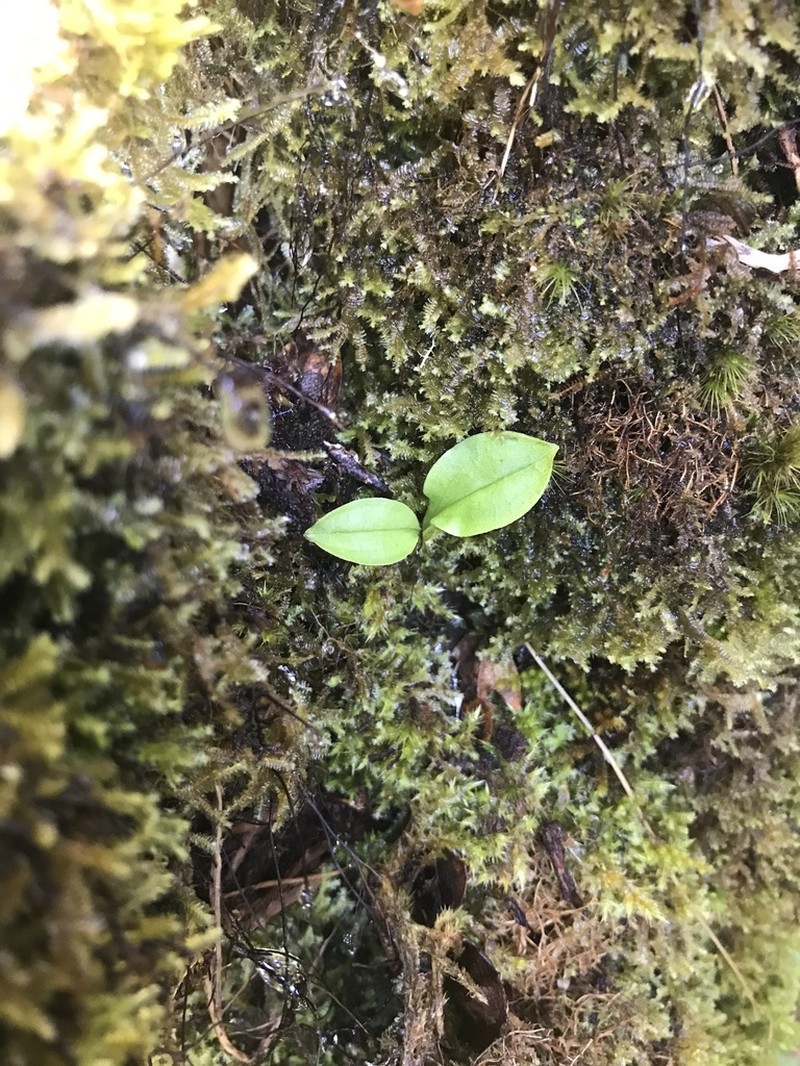 Hawai'I Widelip Orchid photo 7