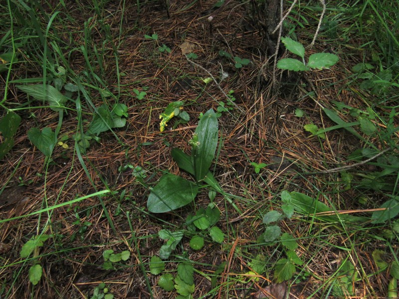 Liparis kumokiri subsp. sajanensis