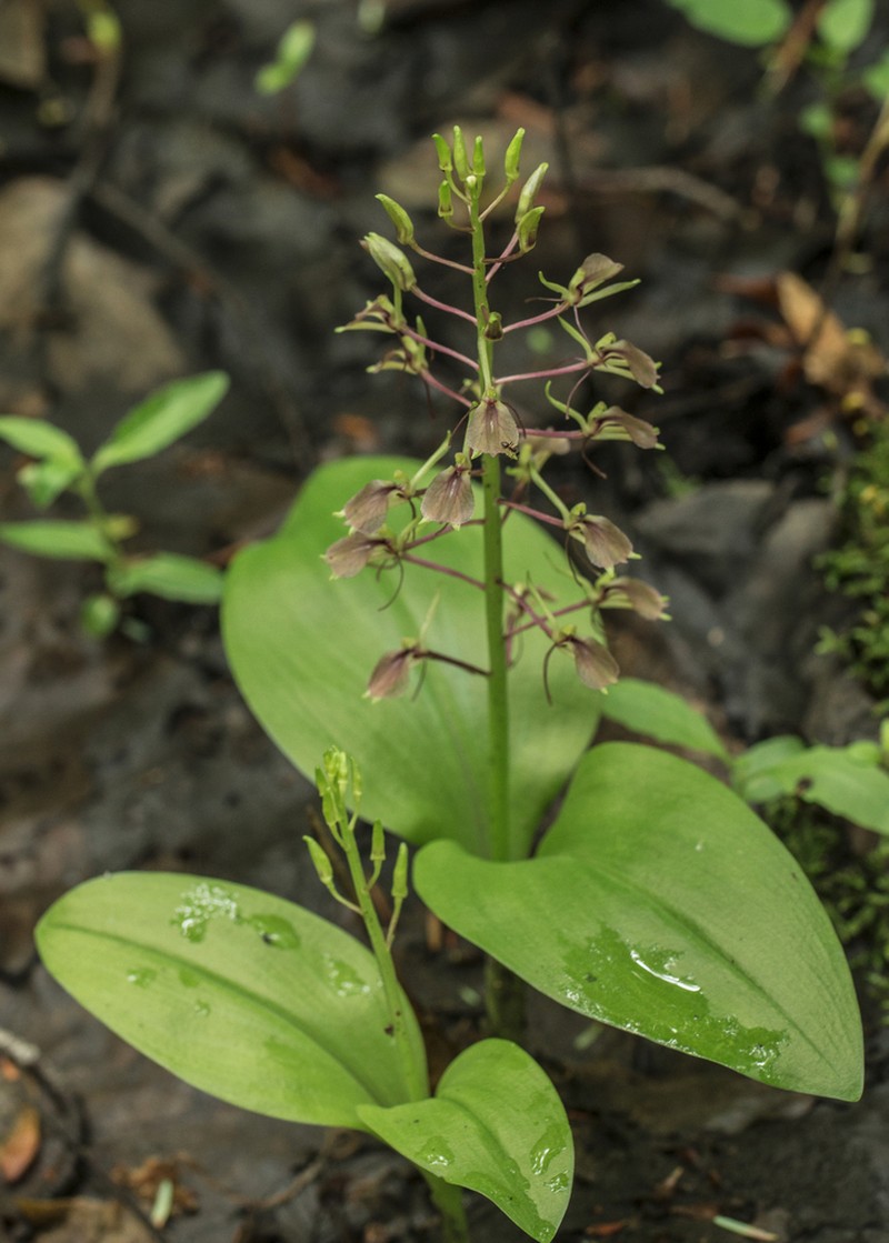 Brown Widelip Orchid photo 2
