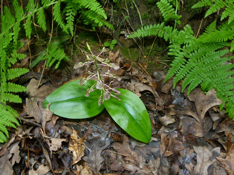 Brown Widelip Orchid photo 3