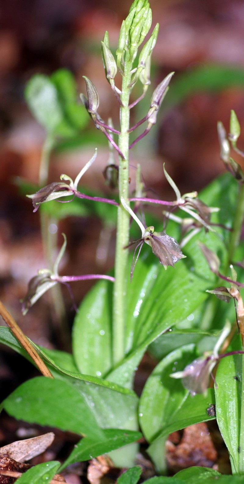 Brown Widelip Orchid photo 4