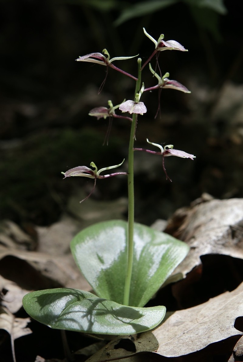 Brown Widelip Orchid photo 6