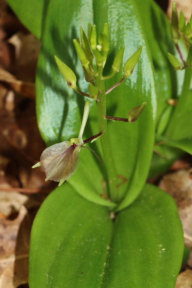 Brown Widelip Orchid photo 7