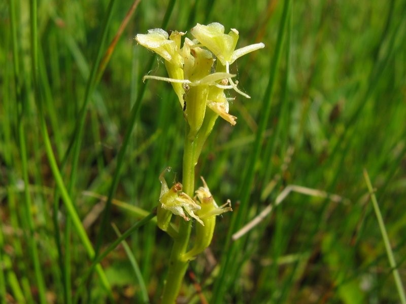 Yellow Widelip Orchid