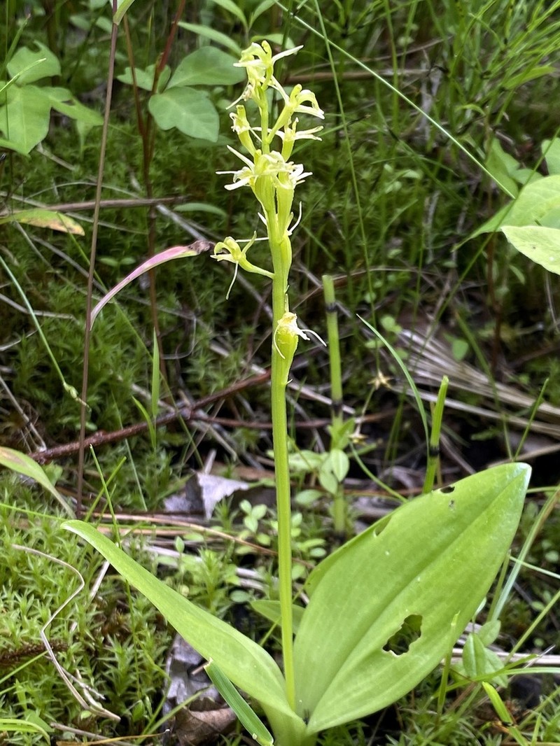 Yellow Widelip Orchid photo 2