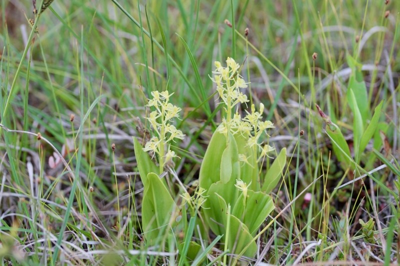 Yellow Widelip Orchid photo 3