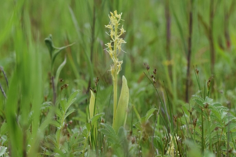 Yellow Widelip Orchid photo 5