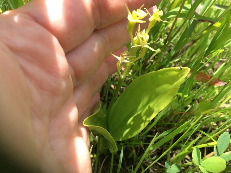 Yellow Widelip Orchid photo 6