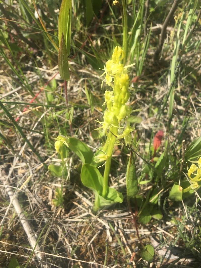 Yellow Widelip Orchid photo 7