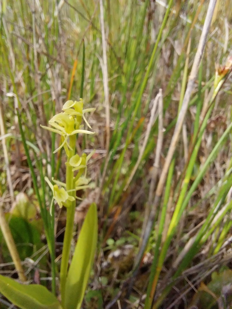 Liparis loeselii subsp. loeselii
