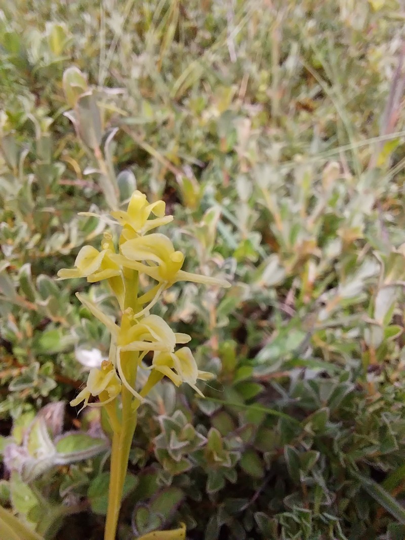 Liparis loeselii subsp. loeselii photo 2