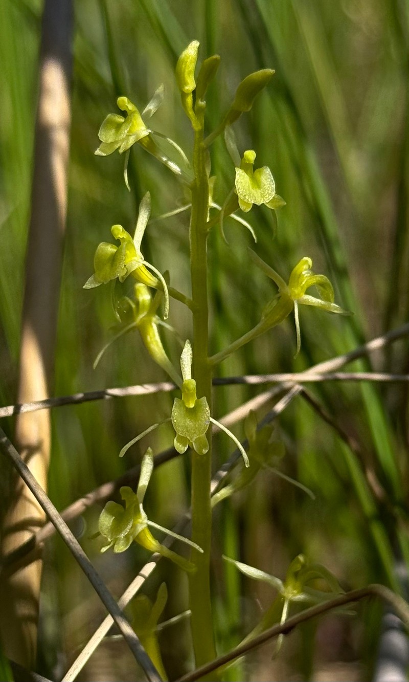 Liparis loeselii subsp. loeselii photo 3