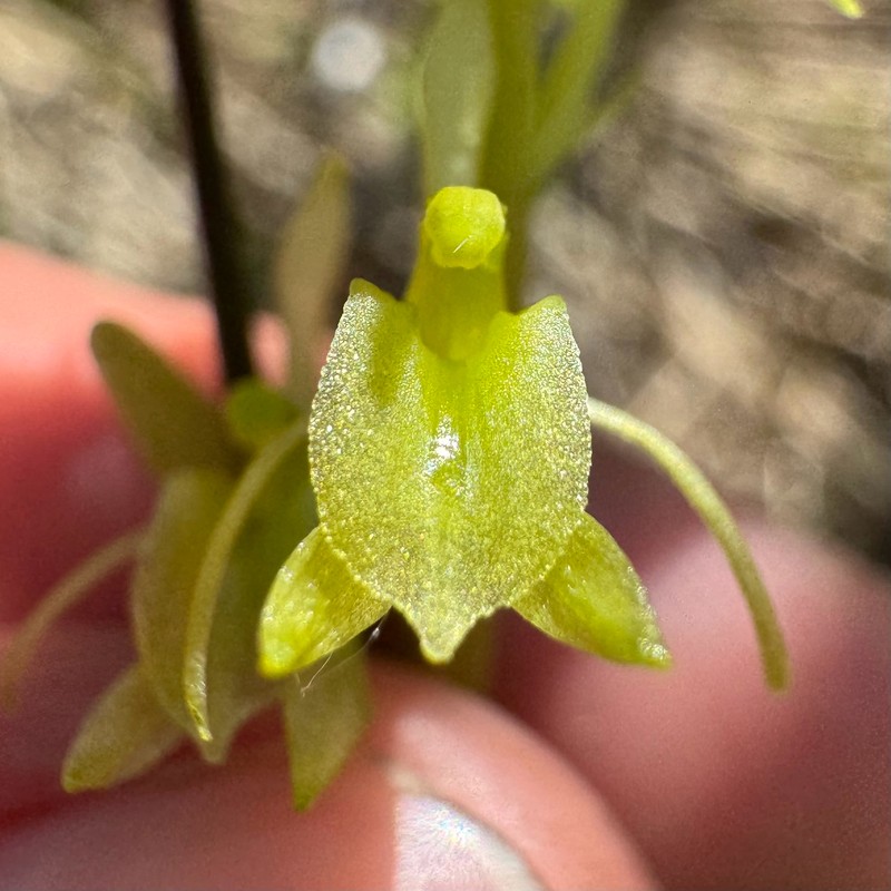 Liparis loeselii subsp. loeselii photo 4
