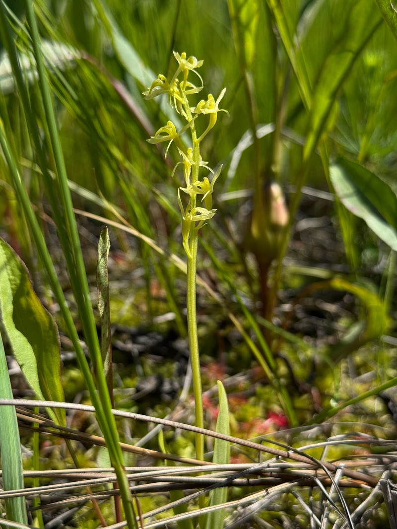 Liparis loeselii subsp. loeselii photo 5