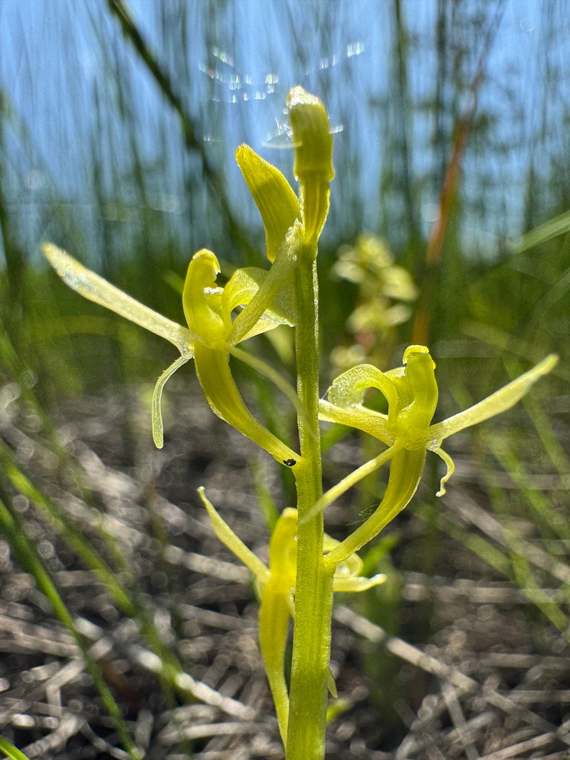 Liparis loeselii subsp. loeselii photo 6