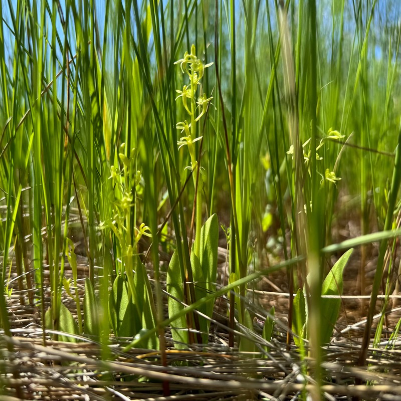 Liparis loeselii subsp. loeselii photo 7
