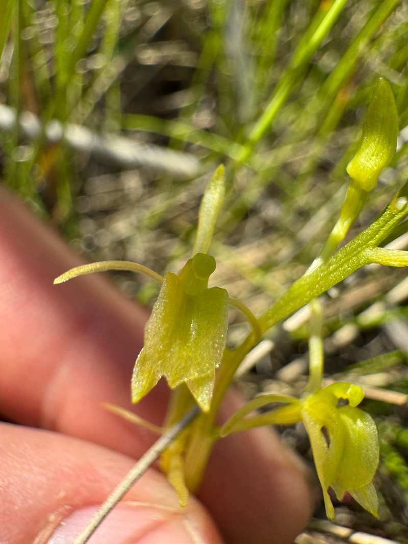 Liparis loeselii subsp. loeselii photo 8