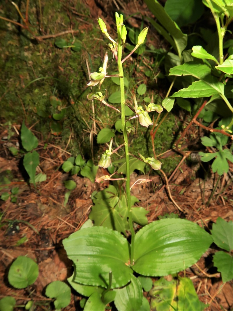 Liparis longiracemosa