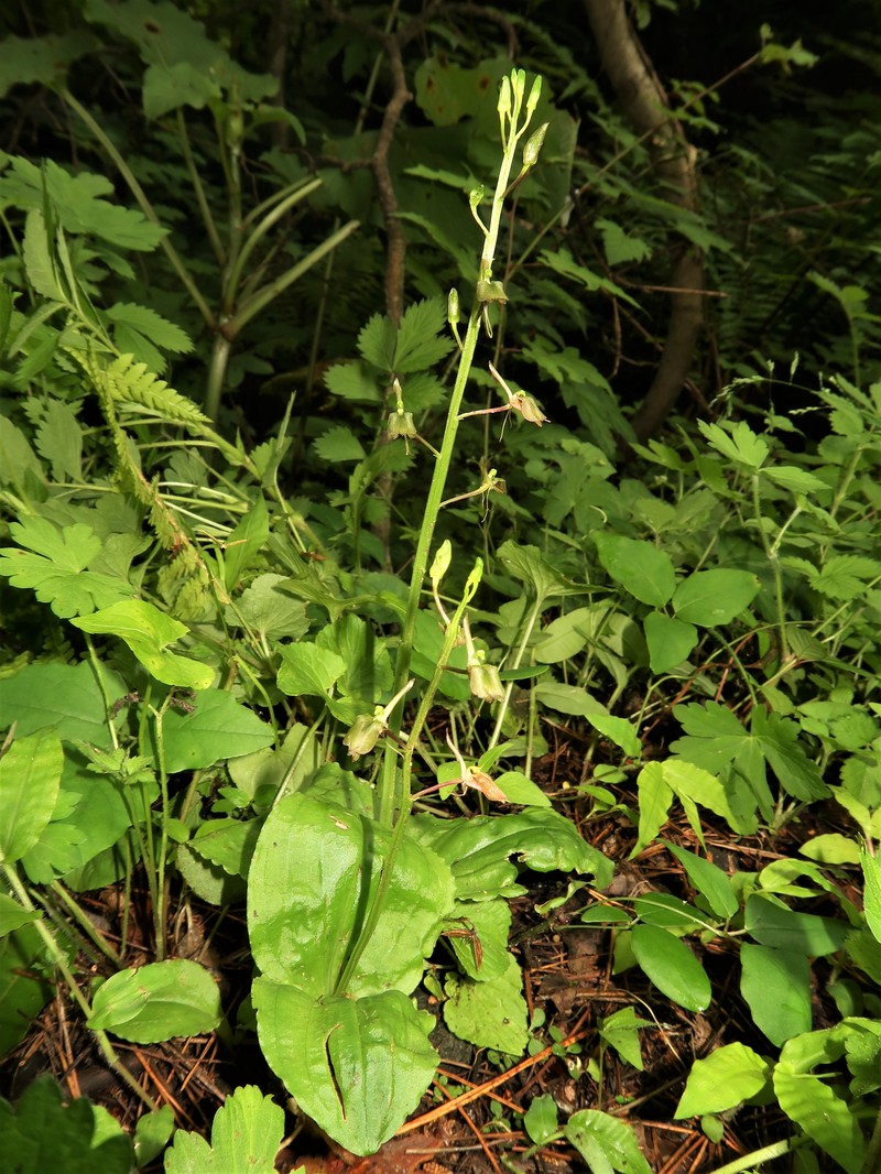 Liparis longiracemosa photo 2
