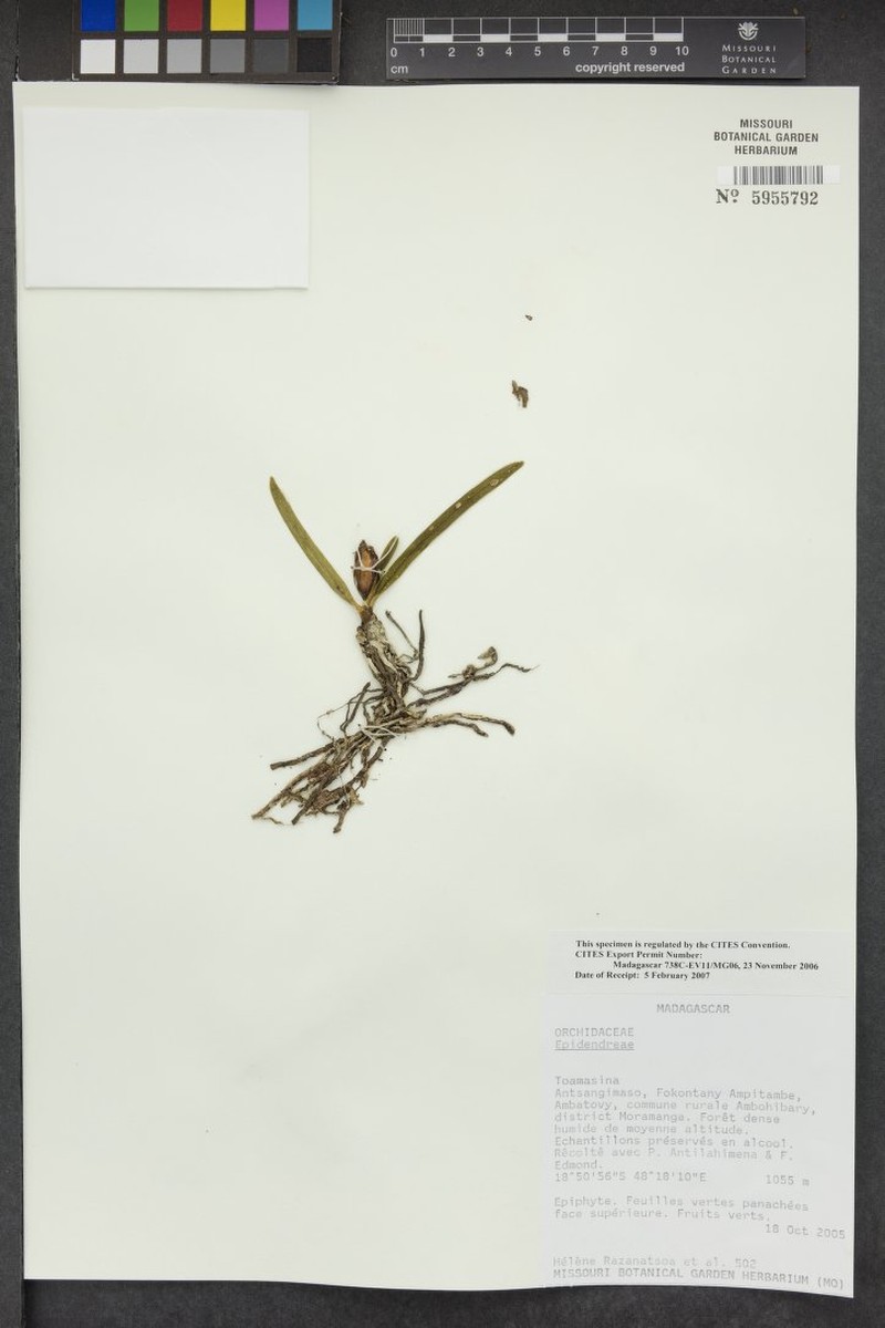 Liparis magnifica photo 6