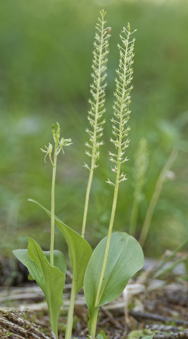 Liparis nemoralis