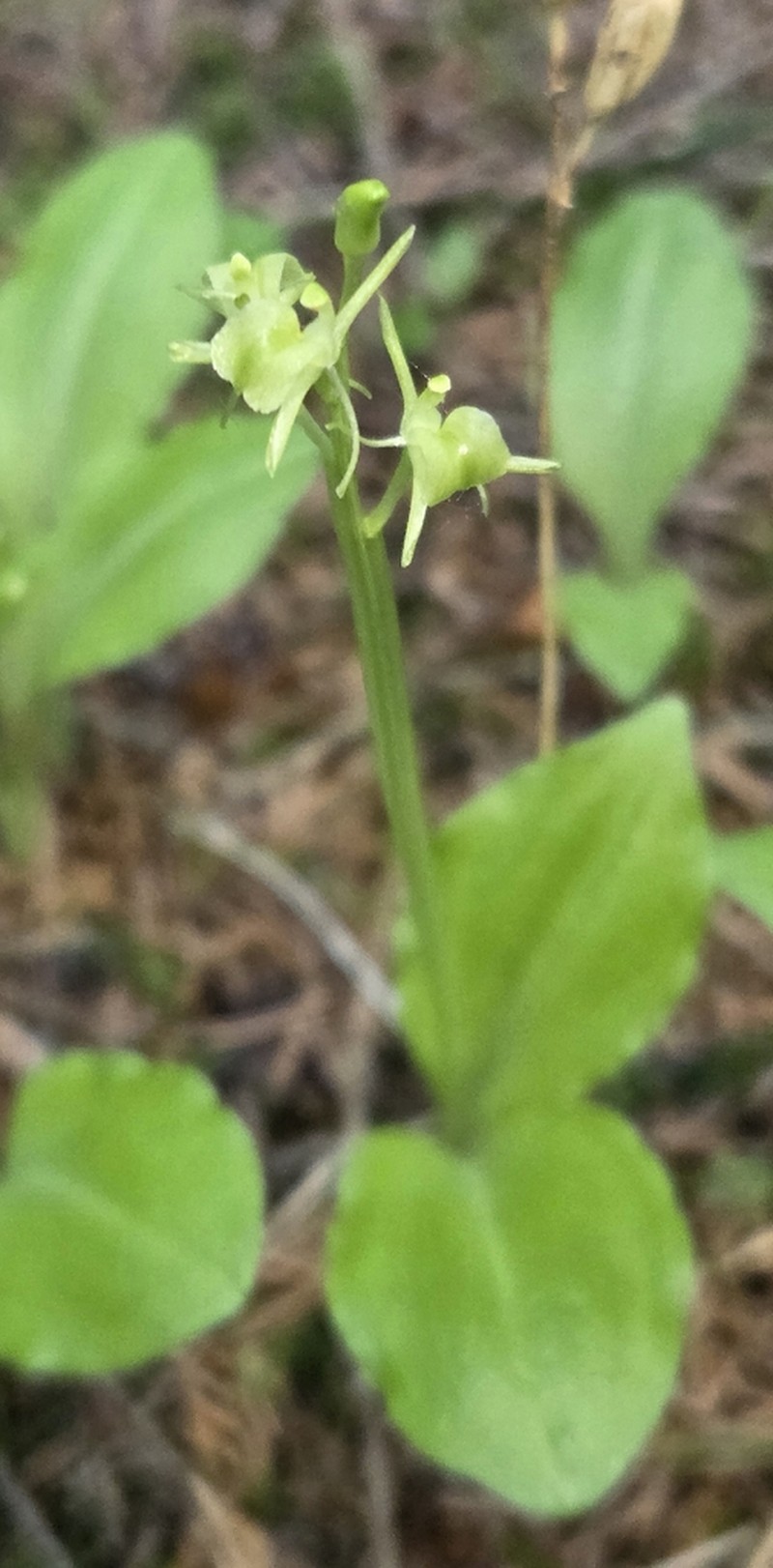 Liparis nemoralis photo 2