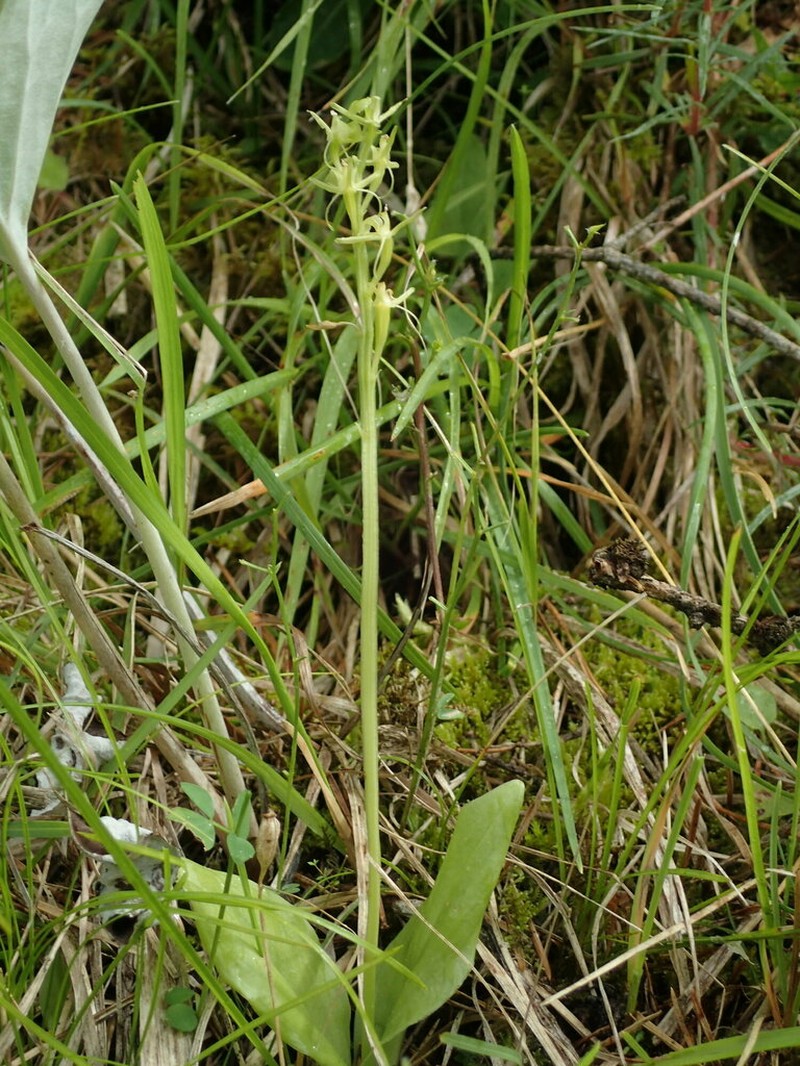Liparis nemoralis photo 3